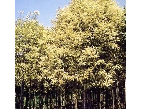 Cura del ligustro