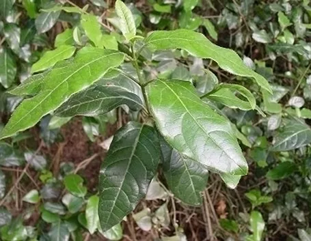 Cura della siepe di viburno