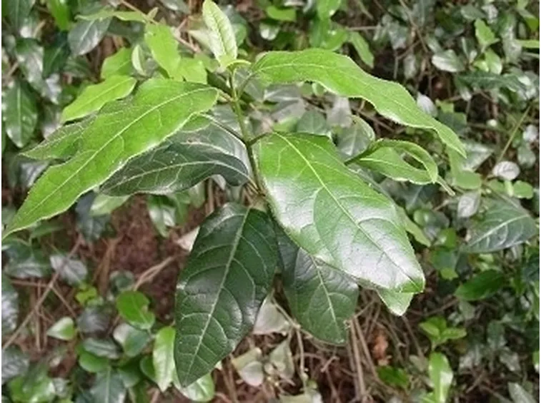 Cura della siepe di viburno