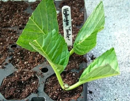 Cura e potatura ortensia bianca