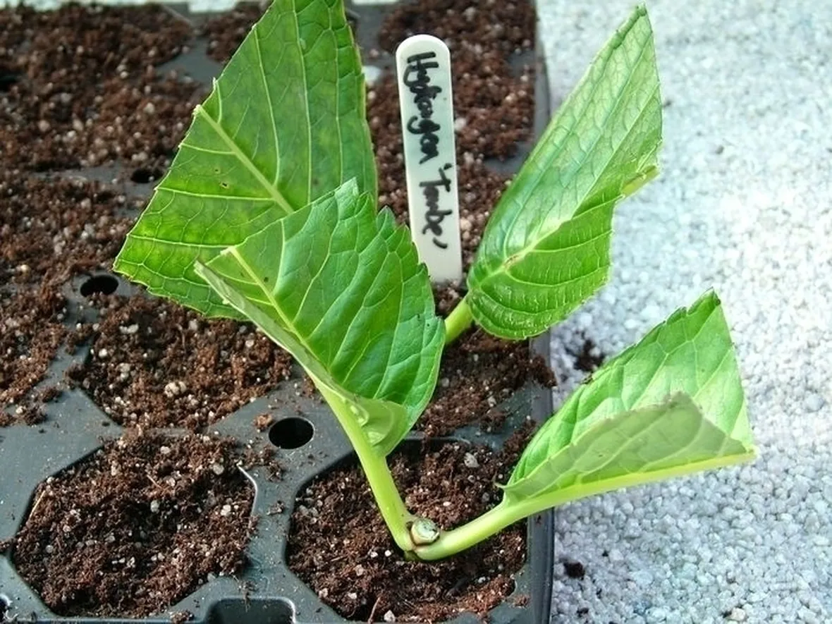 Cura e potatura ortensia bianca