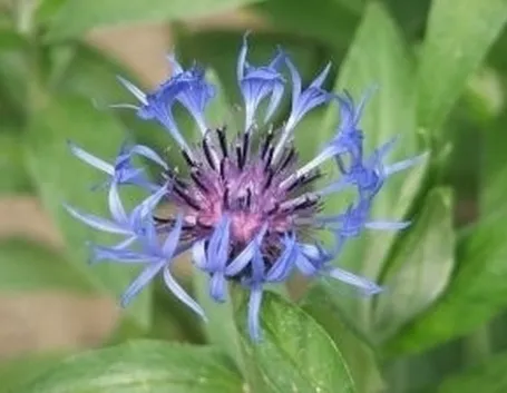 Cure colturali del fiordaliso