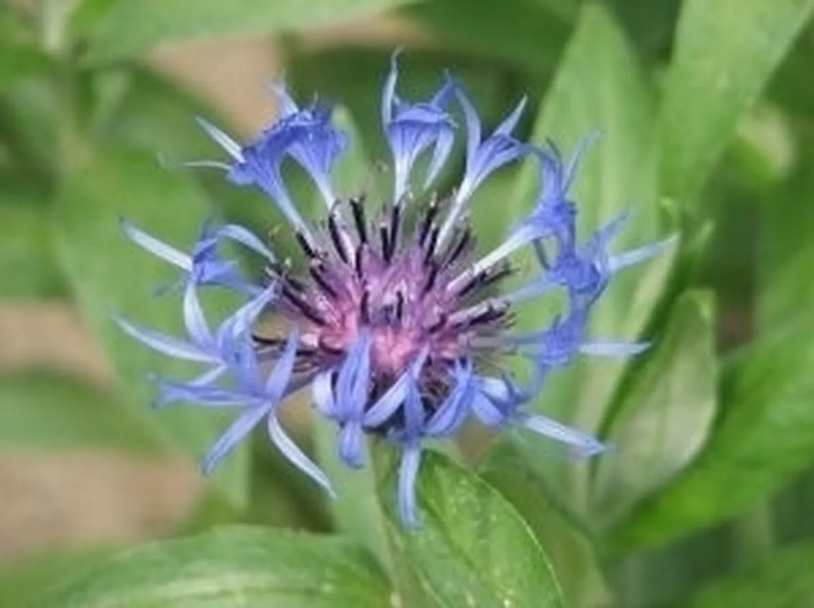 Cure colturali del fiordaliso