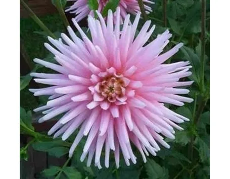 Dalia-11