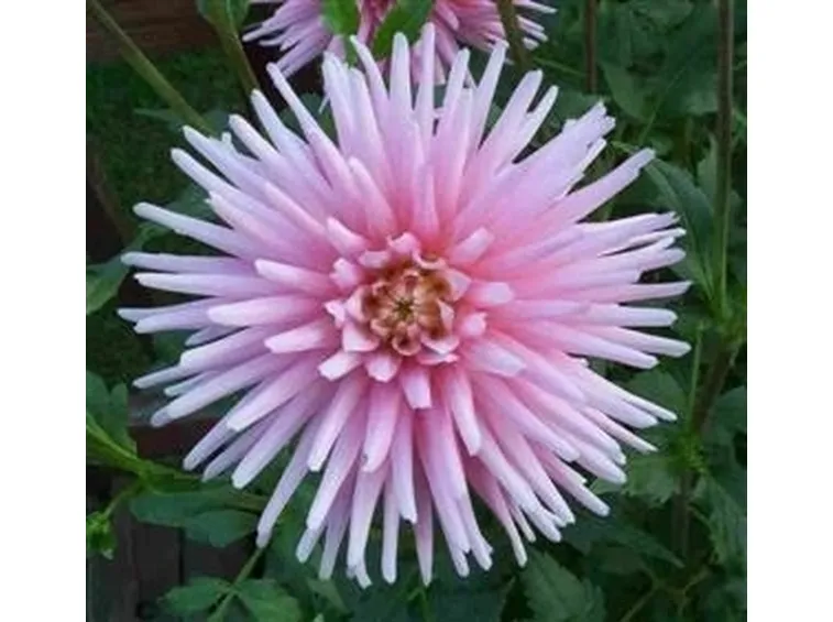 Dalia-11