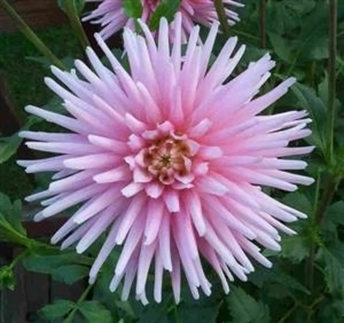 Dalia-11