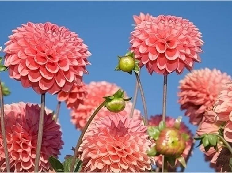 Dalia-12