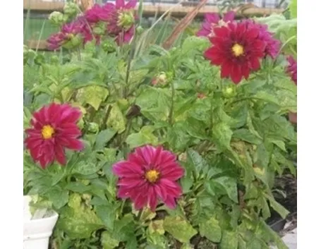 Dalia-13