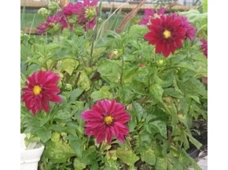 Dalia-13