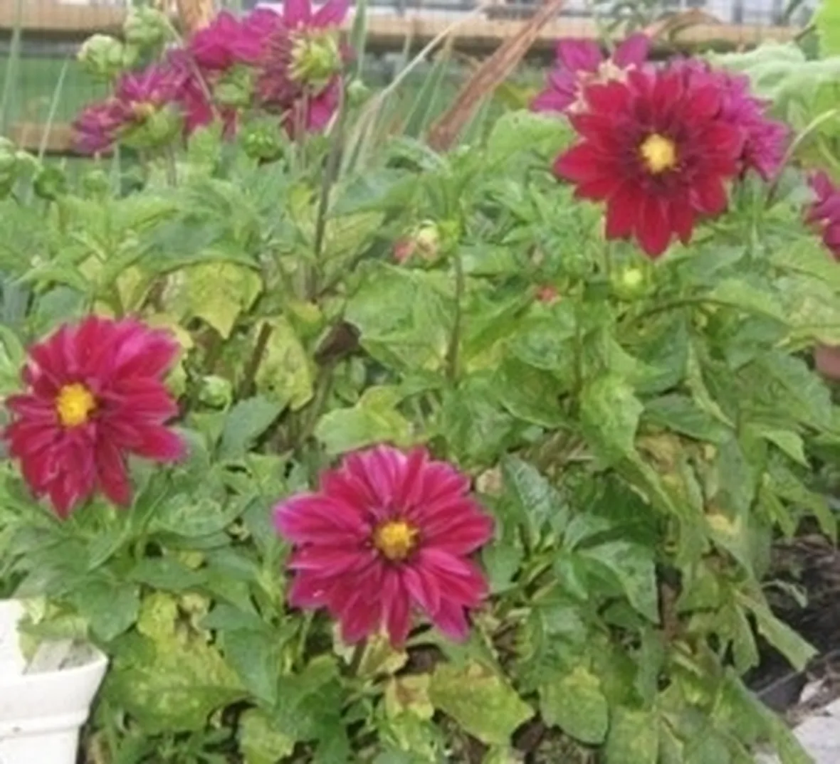 Dalia-13