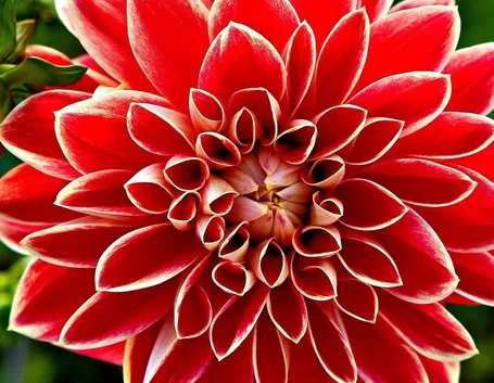 Dalia-14