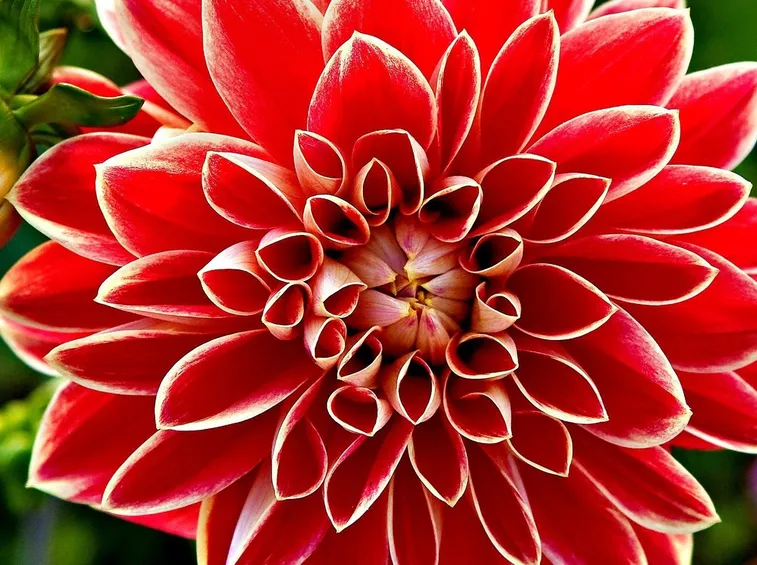 Dalia-14