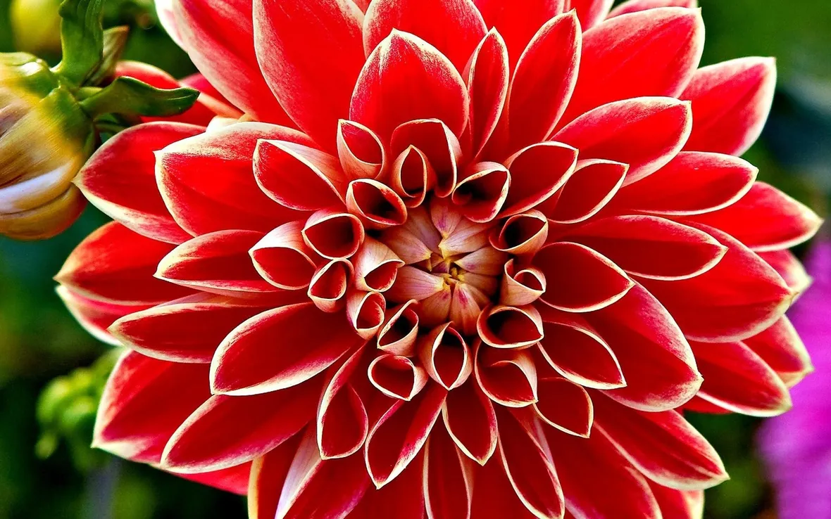 Dalia-14