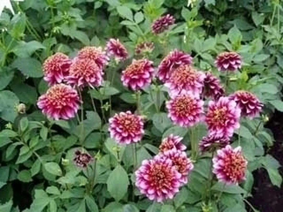 Dalia-15