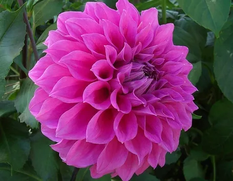 Dalia-16