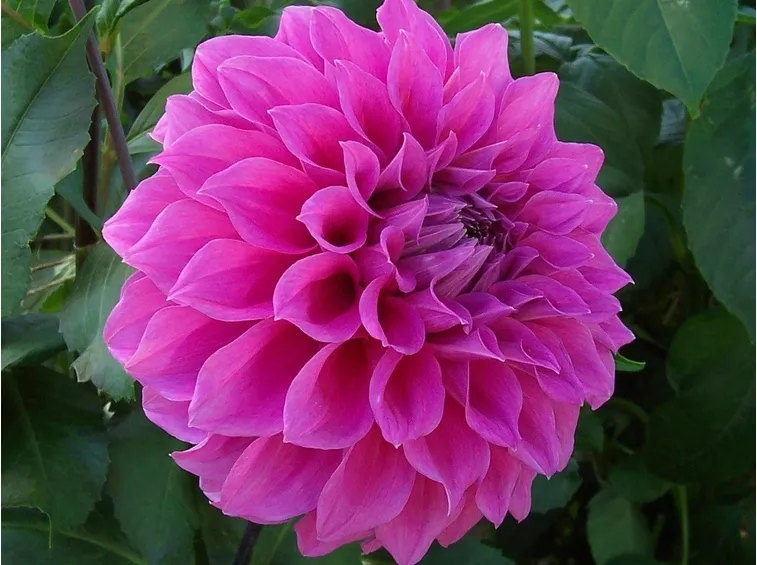 Dalia-16