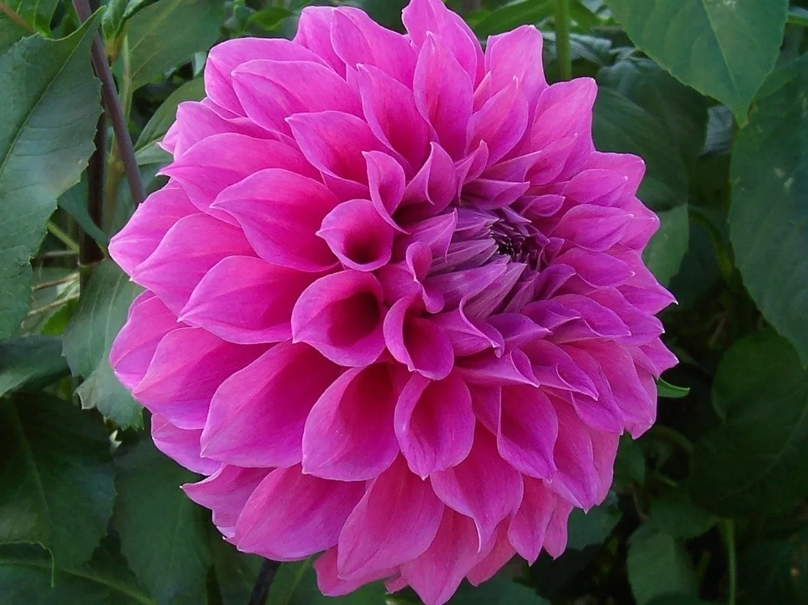 Dalia-16