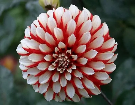 Dalia-17