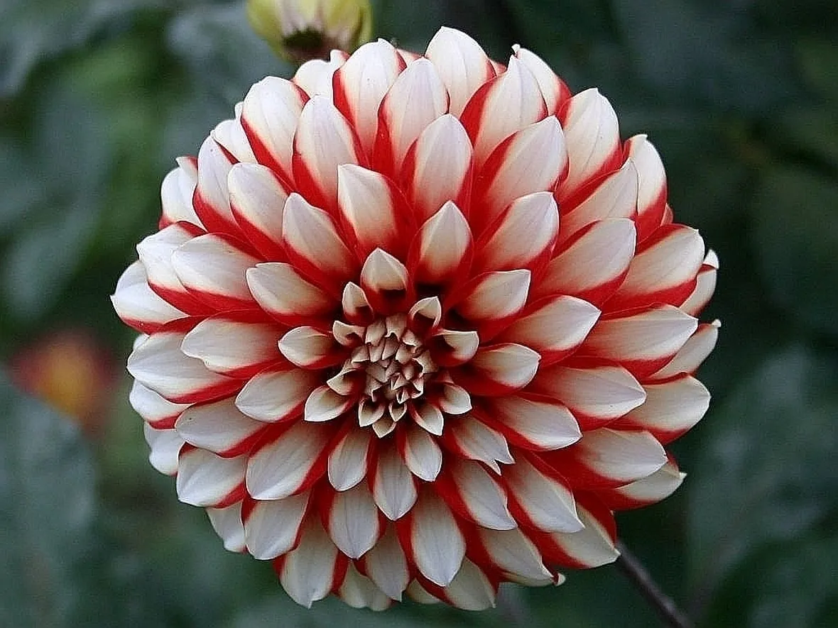 Dalia-17