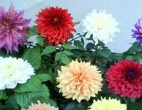 Dalia-18