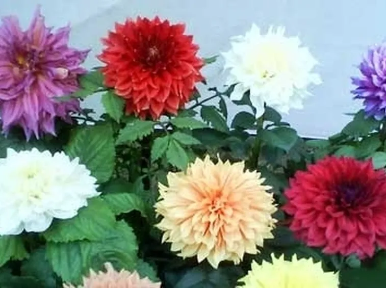 Dalia-18