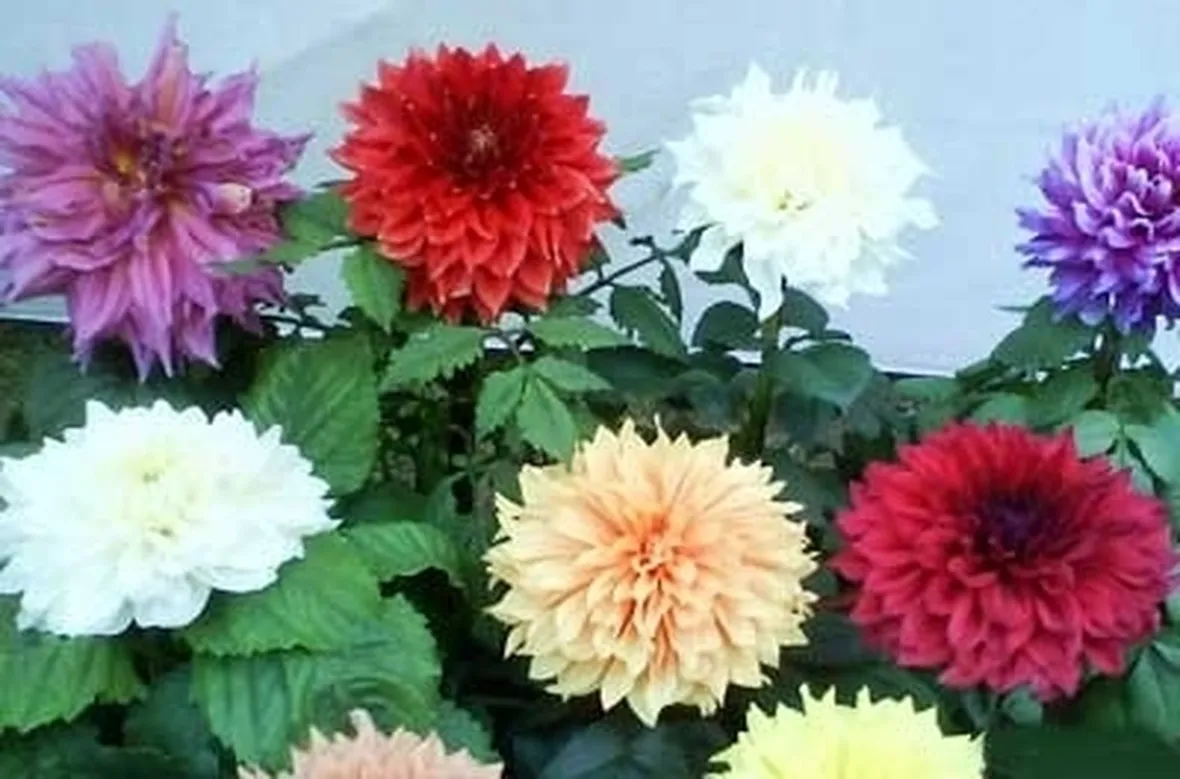 Dalia-18