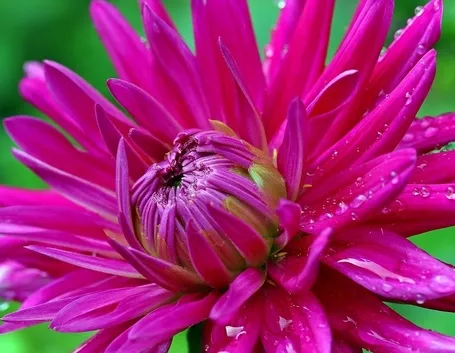 Dalia-19