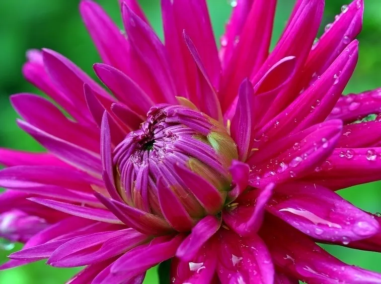 Dalia-19