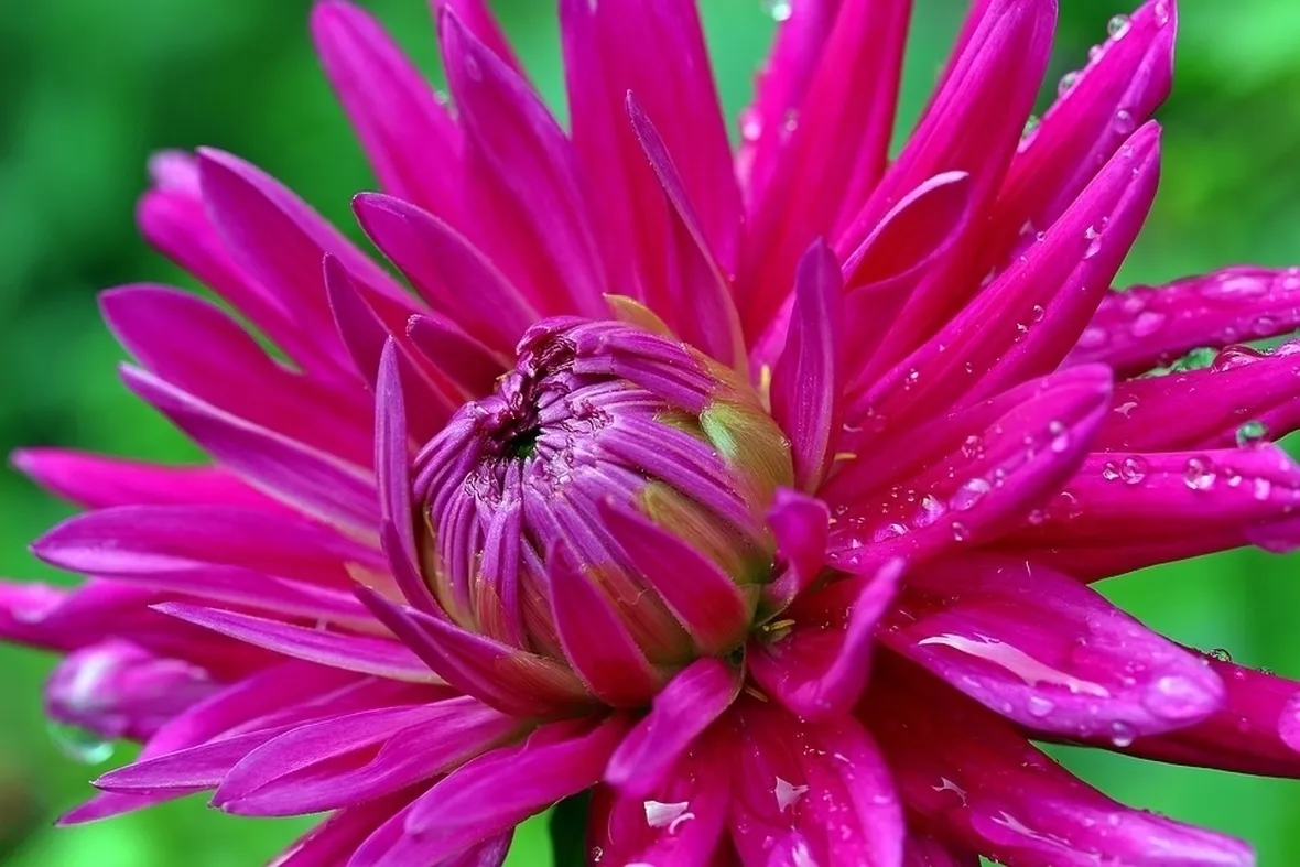 Dalia-19