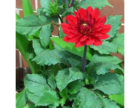Dalia-20