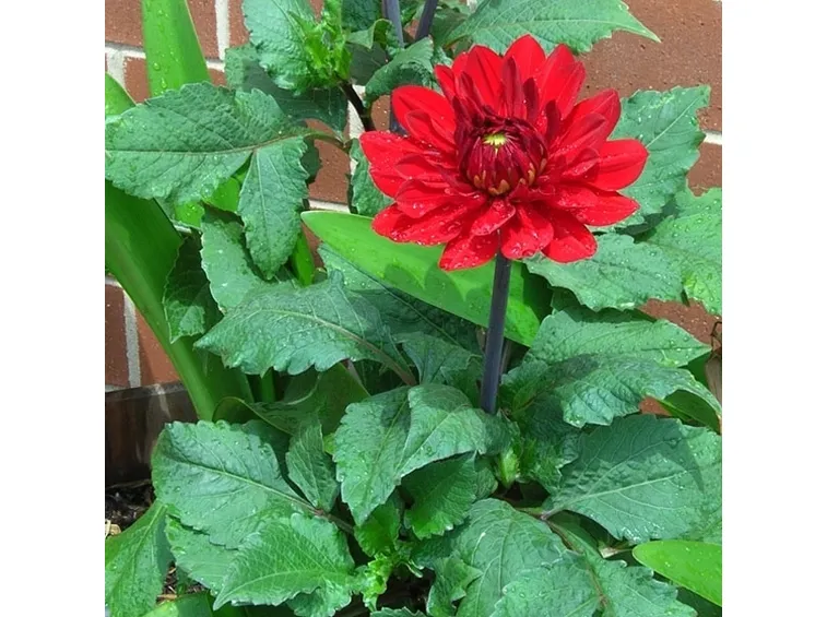 Dalia-20
