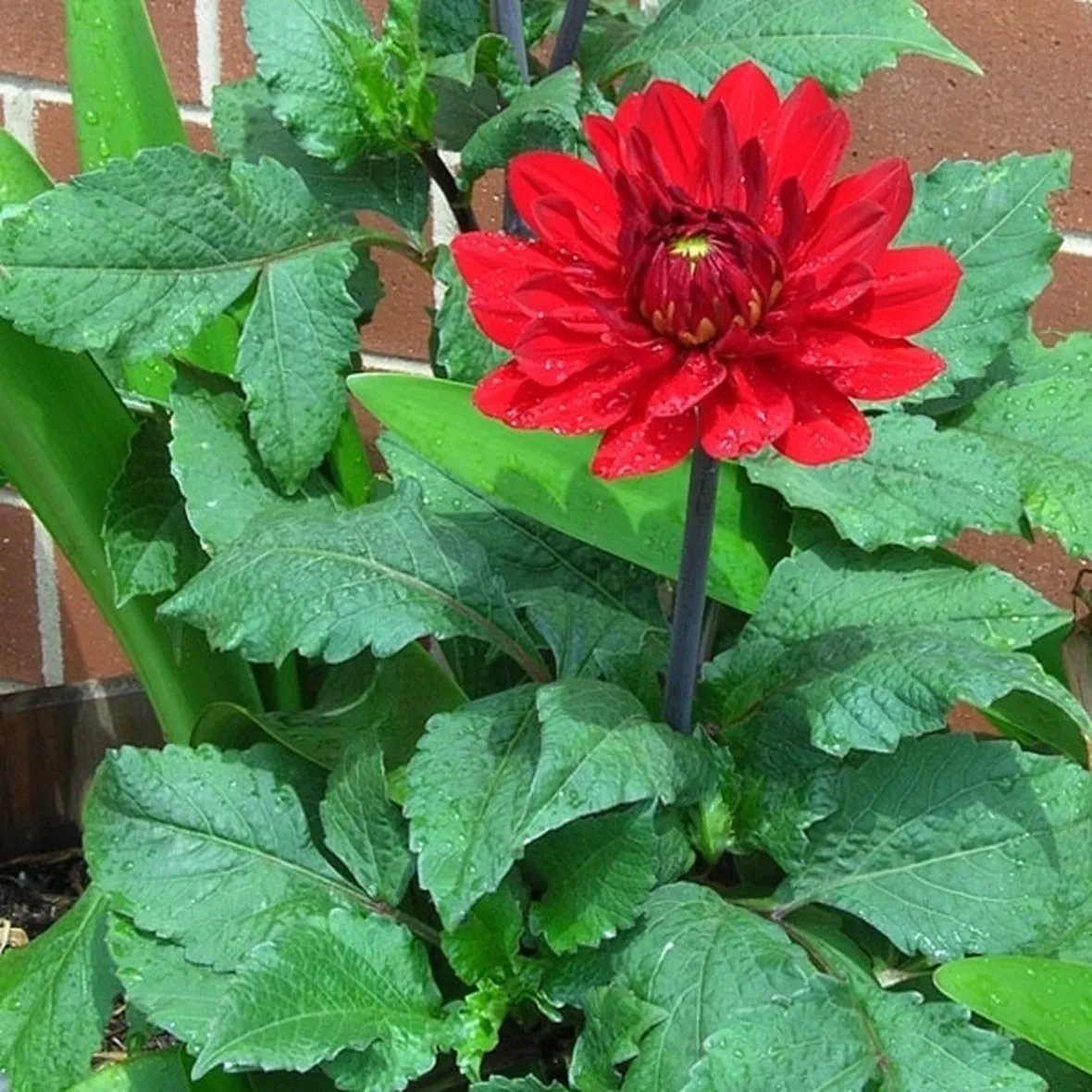 Dalia-20