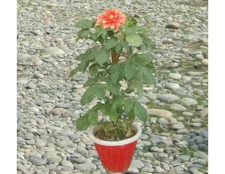 Dalia-21