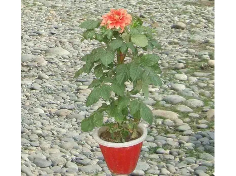 Dalia-21