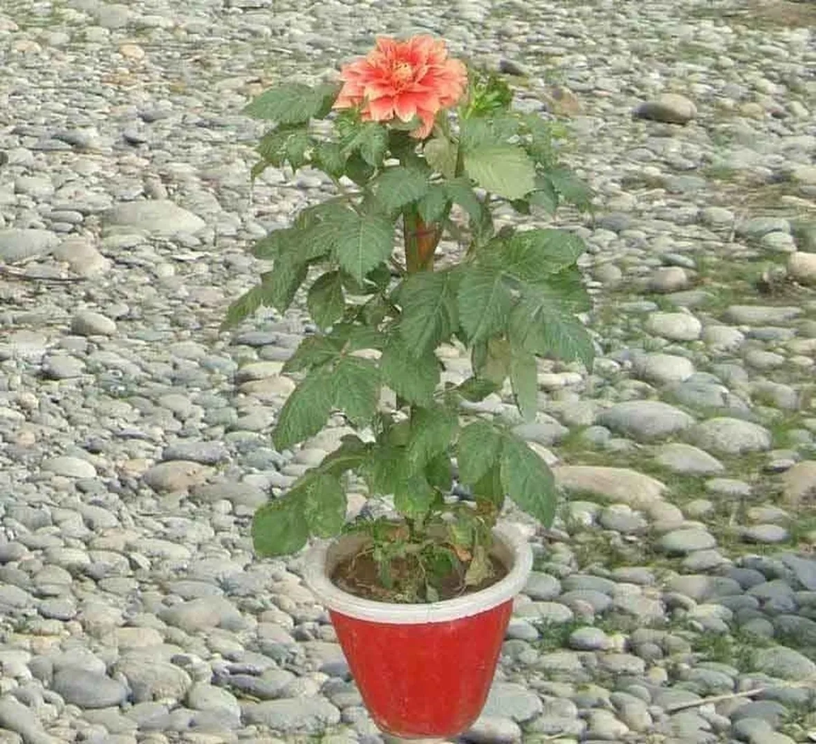 Dalia-21