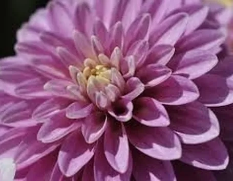 Dalia-22
