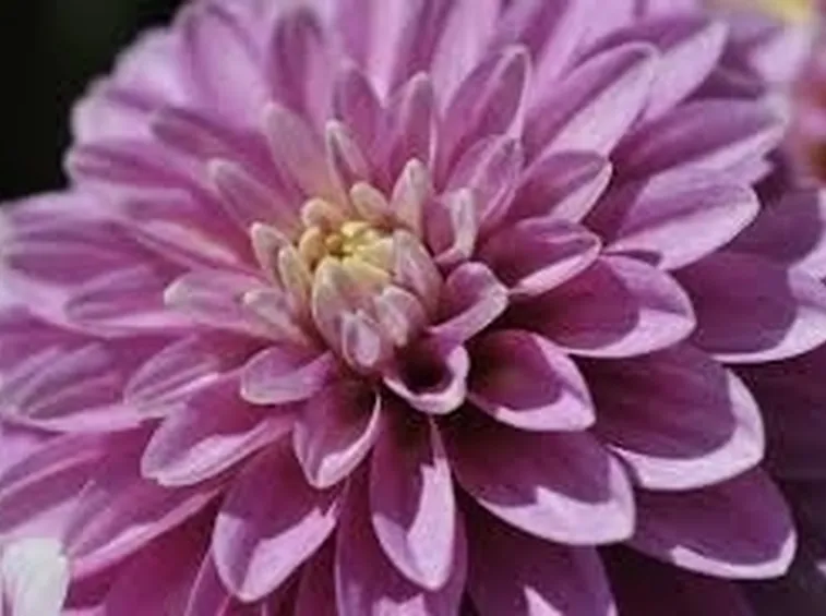 Dalia-22