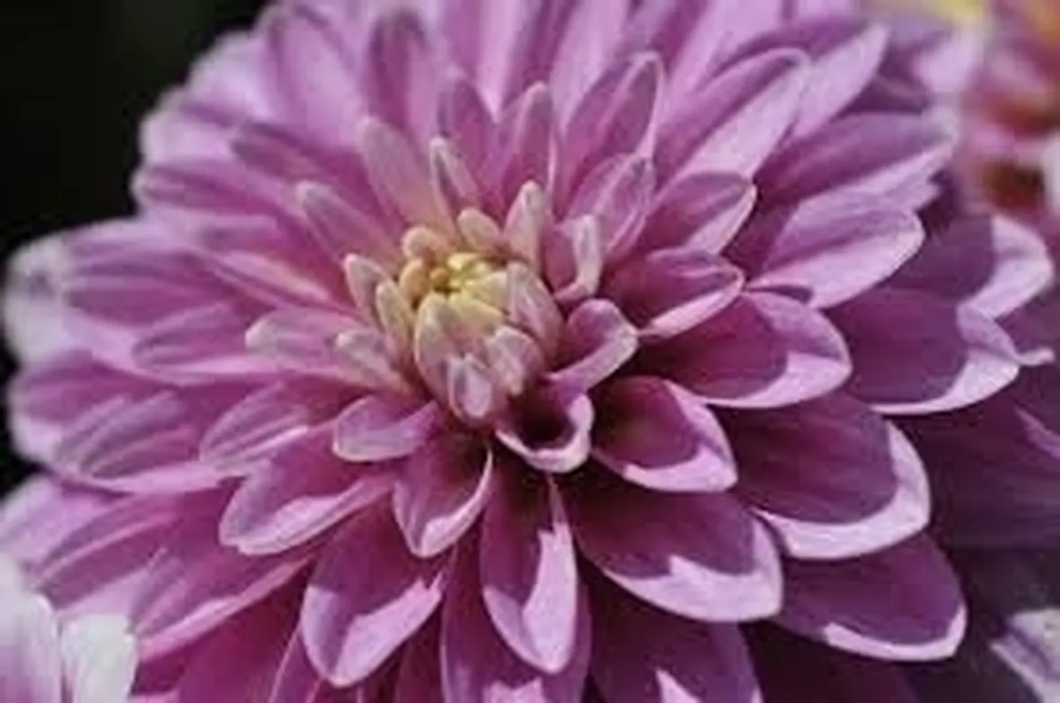 Dalia-22