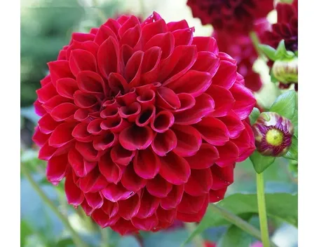 Dalia-23