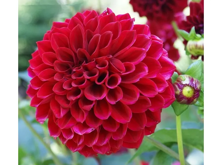 Dalia-23