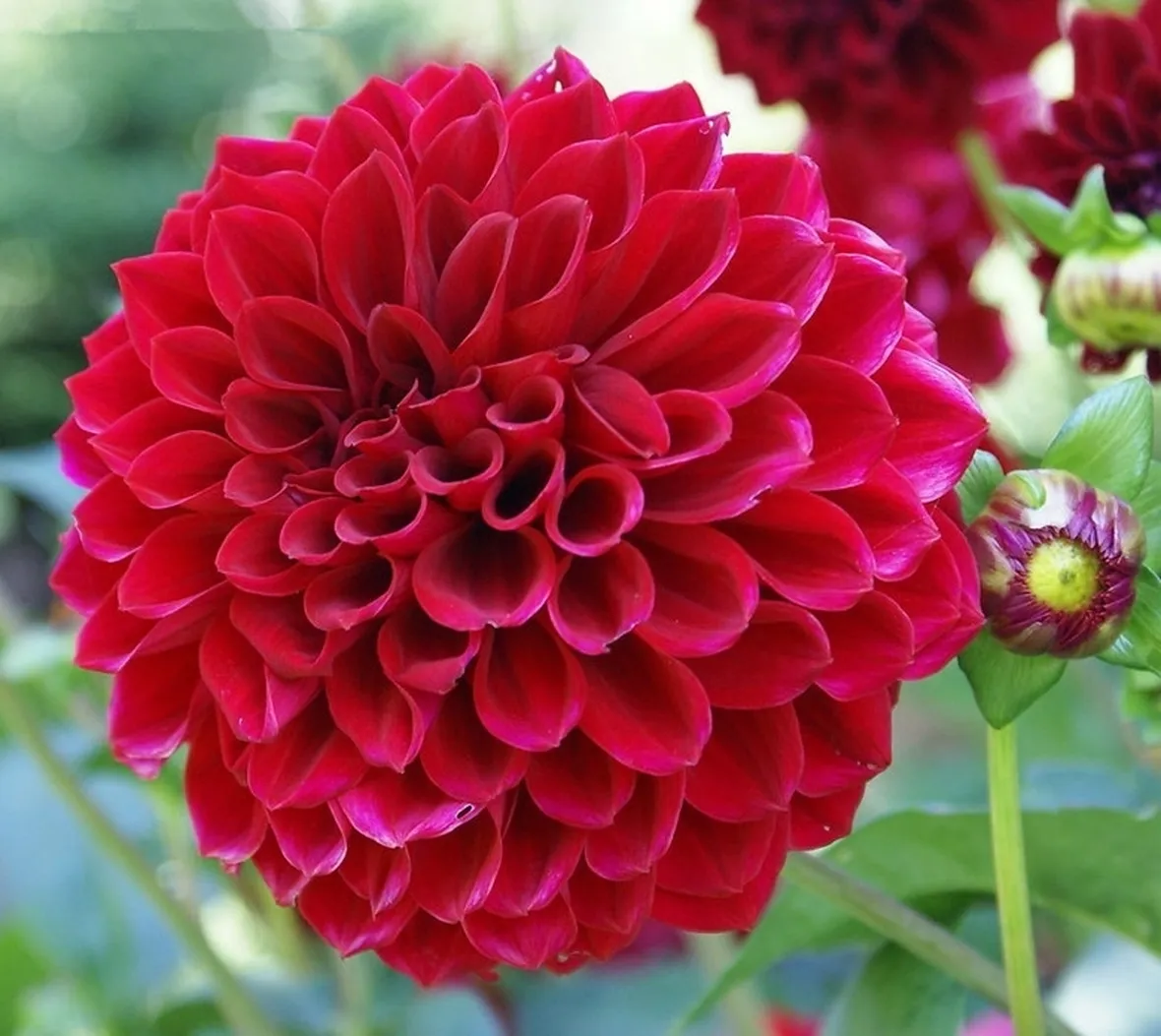 Dalia-23