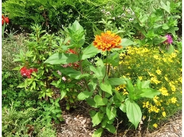 Dalia-25