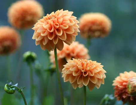 Dalia-26