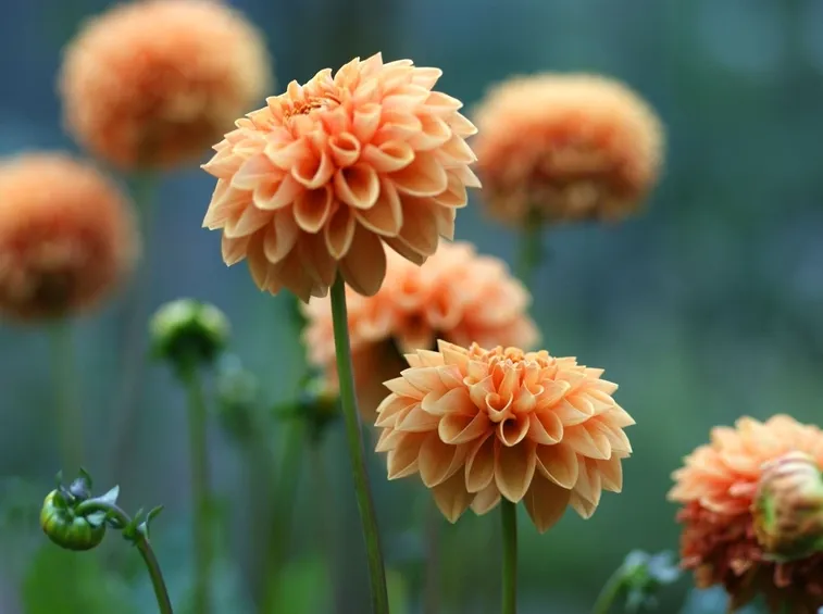 Dalia-26