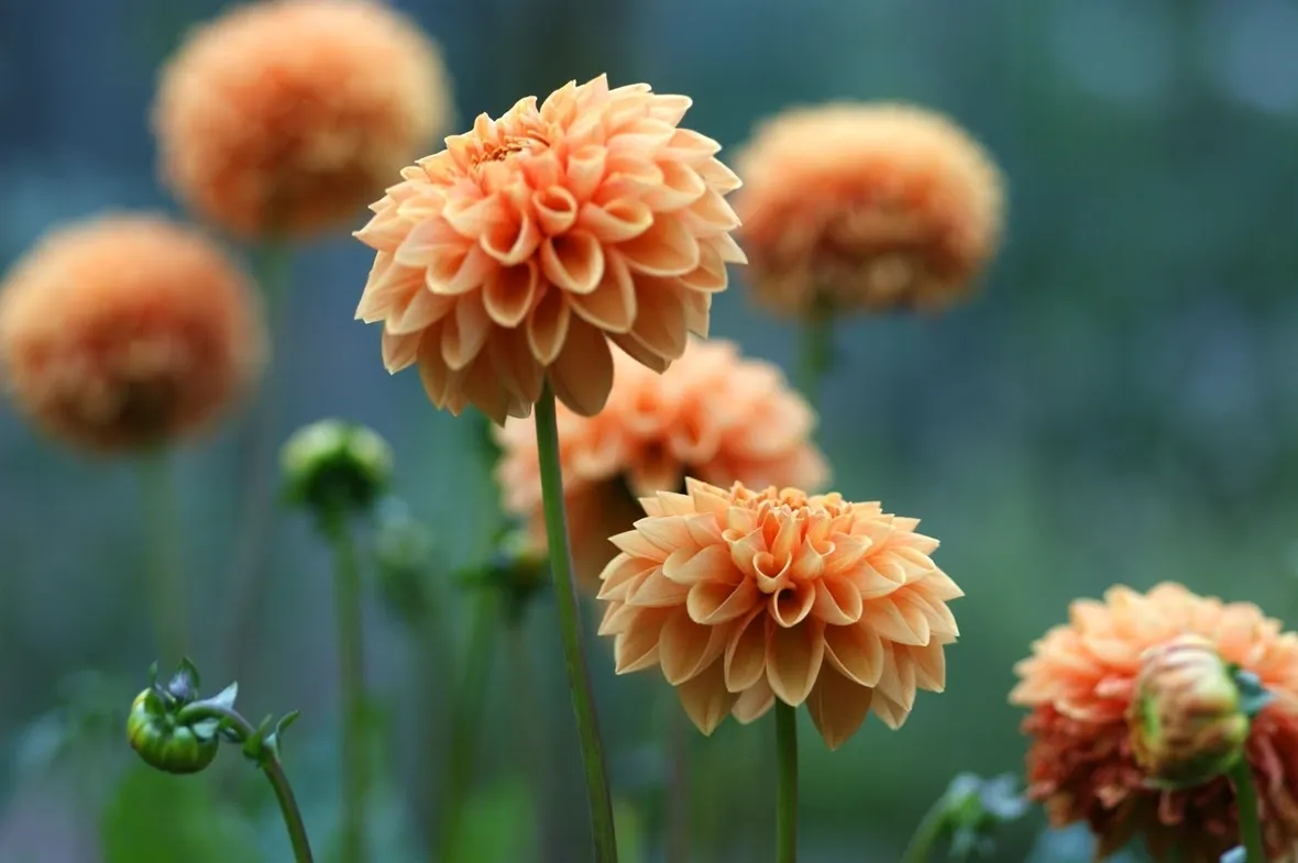 Dalia-26
