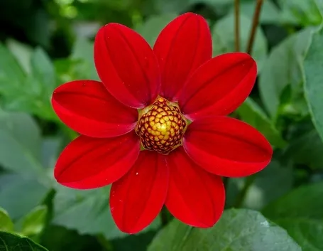 Dalia-27