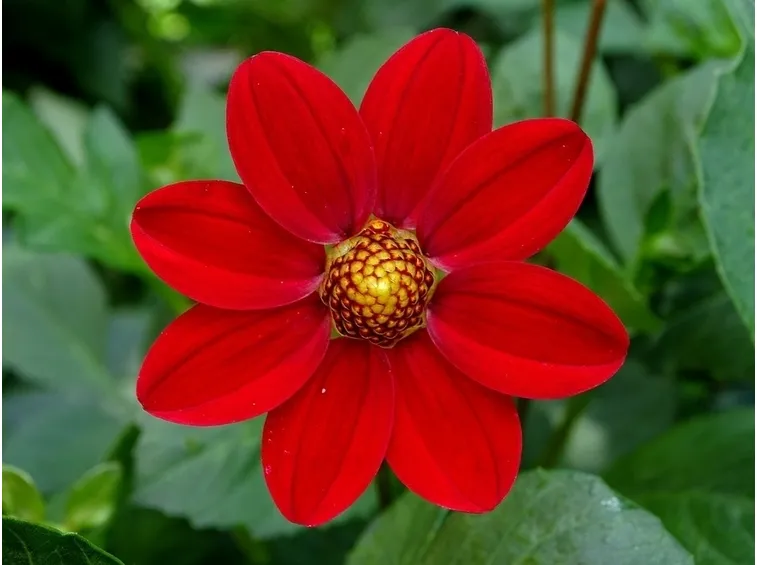 Dalia-27