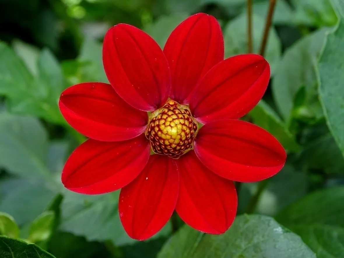 Dalia-27