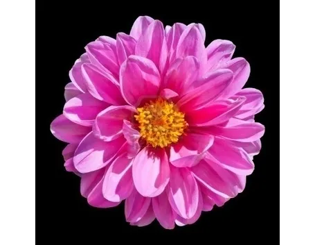Dalia-28