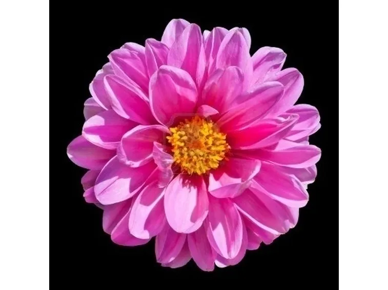 Dalia-28